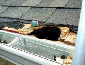 Residential Roof Problems - Animal Damage