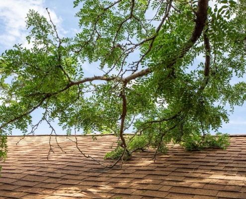 Tree Branch On Roof Top