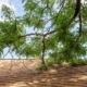 Tree Branch On Roof Top