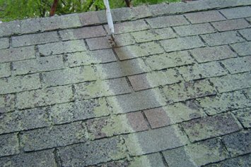 Residential Roof Repair Algae